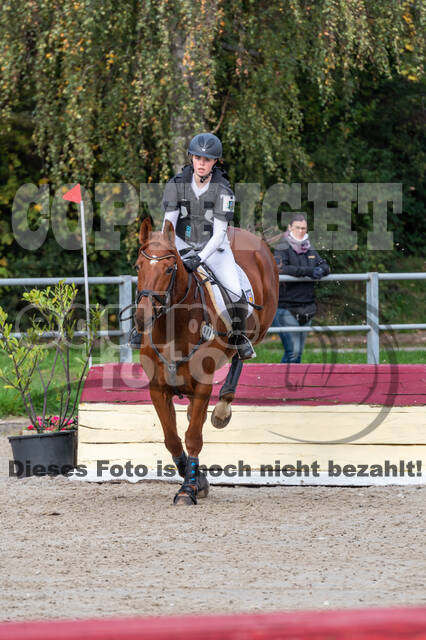 Goldene Schärpe 2020 - Pferde