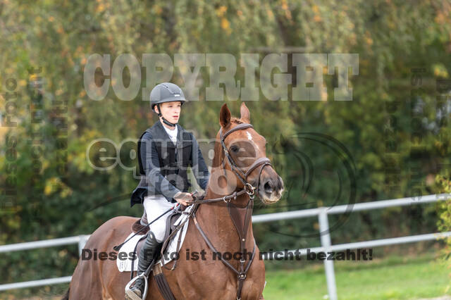 Goldene Schärpe 2020 - Pferde