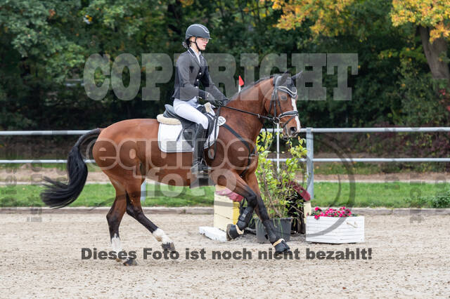 Goldene Schärpe 2020 - Pferde