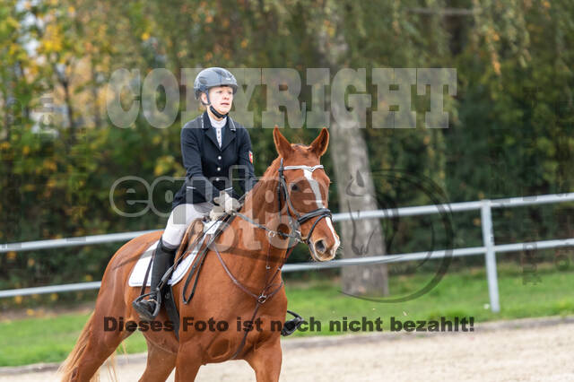 Goldene Schärpe 2020 - Pferde