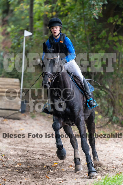 Goldene Schärpe 2020 - Pferde