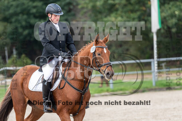 Goldene Schärpe 2020 - Pferde