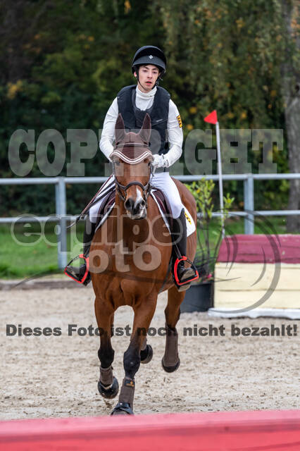 Goldene Schärpe 2020 - Pferde