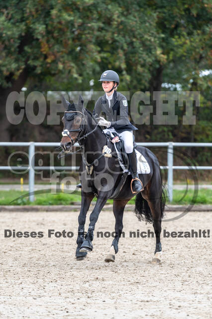 Goldene Schärpe 2020 - Pferde