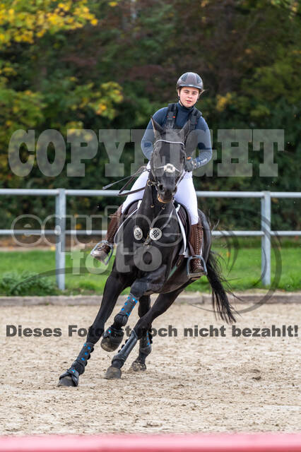 Goldene Schärpe 2020 - Pferde