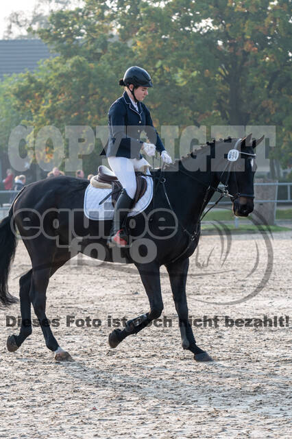 Goldene Schärpe 2020 - Pferde