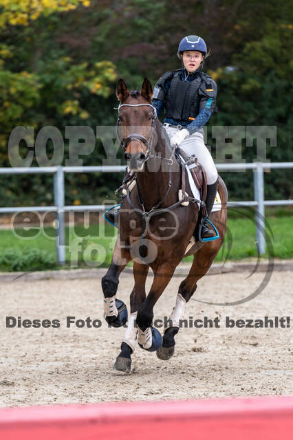 Goldene Schärpe 2020 - Pferde