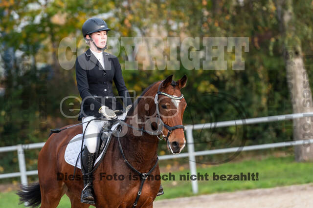 Goldene Schärpe 2020 - Pferde