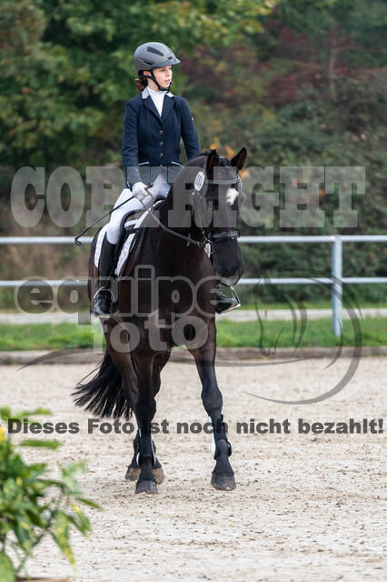 Goldene Schärpe 2020 - Pferde