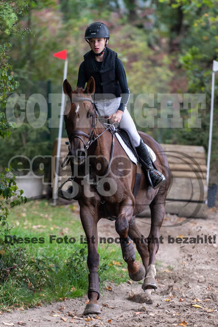 Goldene Schärpe 2020 - Pferde