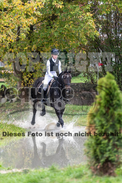 Goldene Schärpe 2020 - Pferde