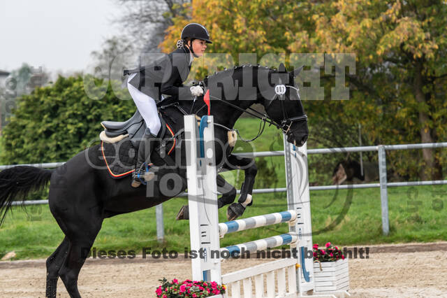 Goldene Schärpe 2020 - Pferde