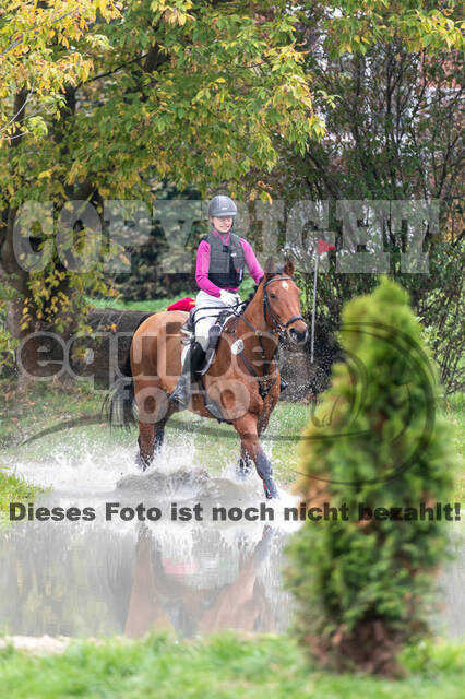 Goldene Schärpe 2020 - Pferde