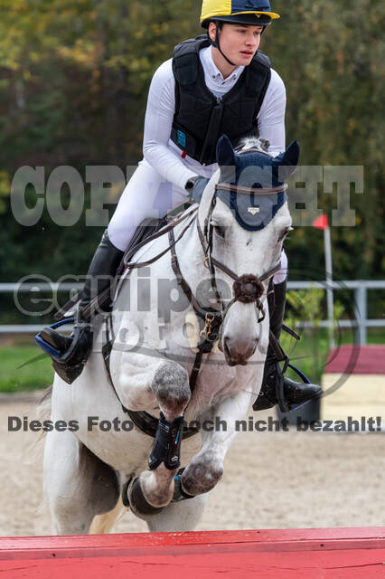 Goldene Schärpe 2020 - Pferde