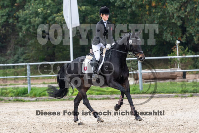 Goldene Schärpe 2020 - Pferde