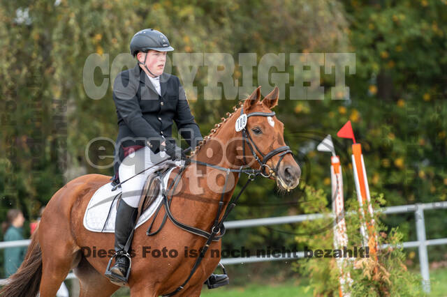 Goldene Schärpe 2020 - Pferde