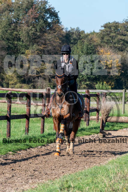 Vielseitigkeitslehrgang mit Jürg Kurbel (9.+10.11.2019)