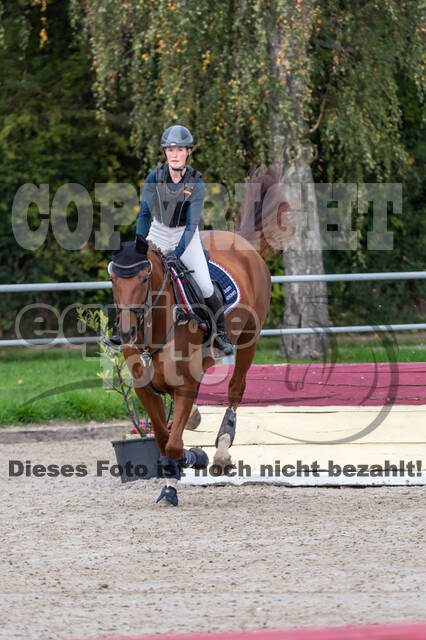 Goldene Schärpe 2020 - Pferde