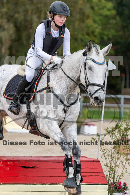 Goldene Schärpe 2020 - Pferde