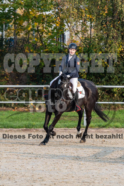 Goldene Schärpe 2020 - Pferde