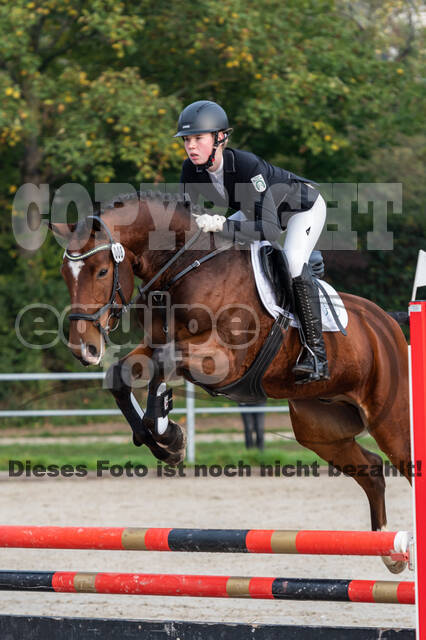 Goldene Schärpe 2020 - Pferde