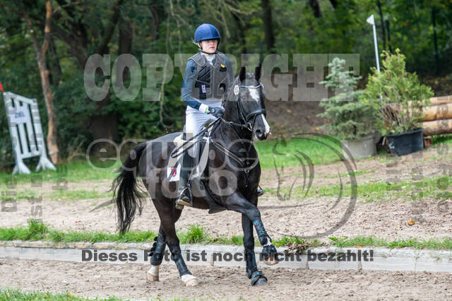 Goldene Schärpe 2020 - Pferde