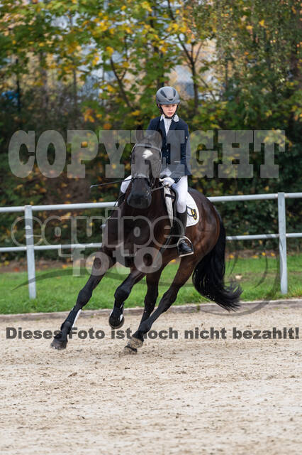 Goldene Schärpe 2020 - Pferde