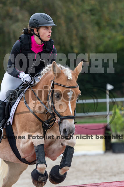 Goldene Schärpe 2020 - Pferde