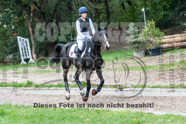 Goldene Schärpe 2020 - Pferde