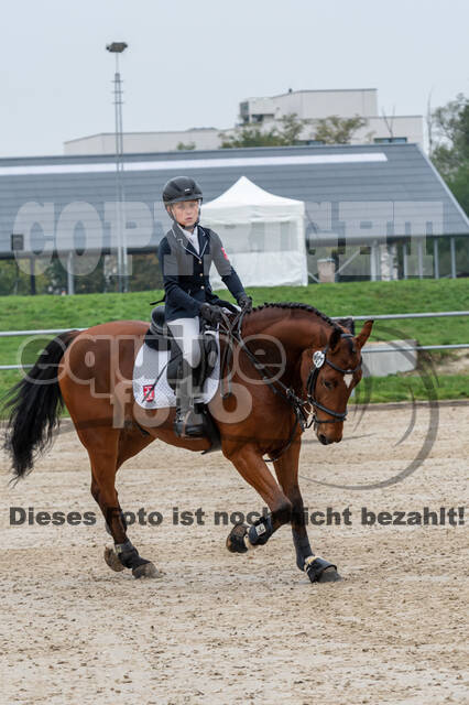 Goldene Schärpe 2020 - Pferde