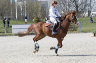 Eventing Langenfeld 2018