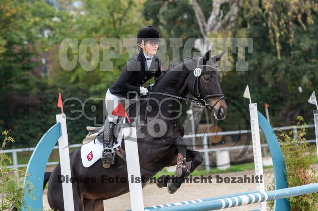 Goldene Schärpe 2020 - Pferde