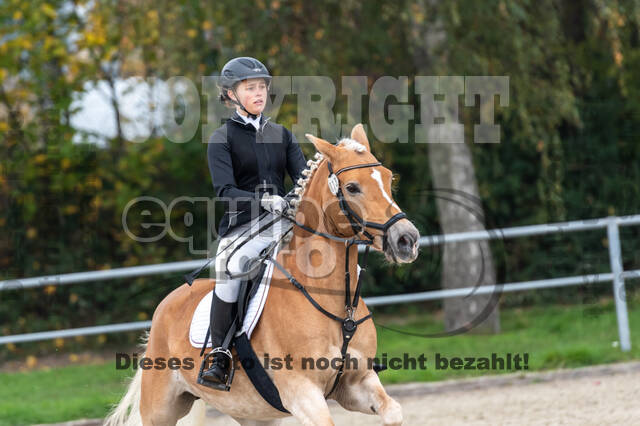 Goldene Schärpe 2020 - Pferde