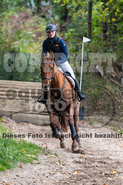 Goldene Schärpe 2020 - Pferde