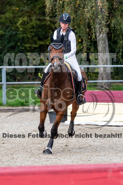 Goldene Schärpe 2020 - Pferde