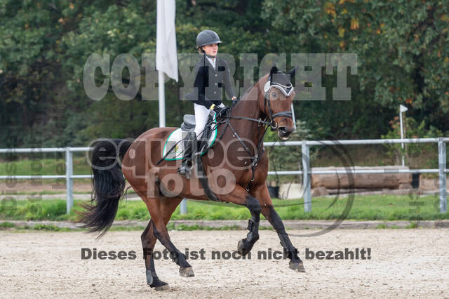 Goldene Schärpe 2020 - Pferde