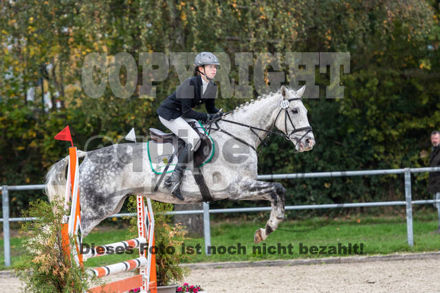 Goldene Schärpe 2020 - Pferde