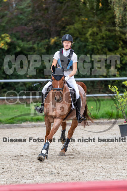 Goldene Schärpe 2020 - Pferde