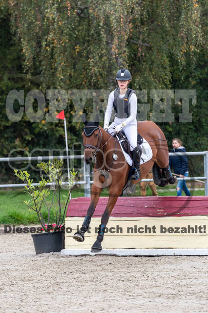 Goldene Schärpe 2020 - Pferde