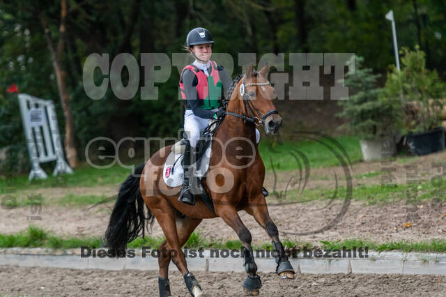 Goldene Schärpe 2020 - Pferde