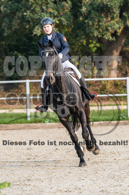 Goldene Schärpe 2020 - Pferde