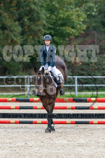 Goldene Schärpe 2020 - Pferde