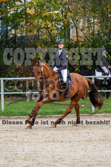 Goldene Schärpe 2020 - Pferde