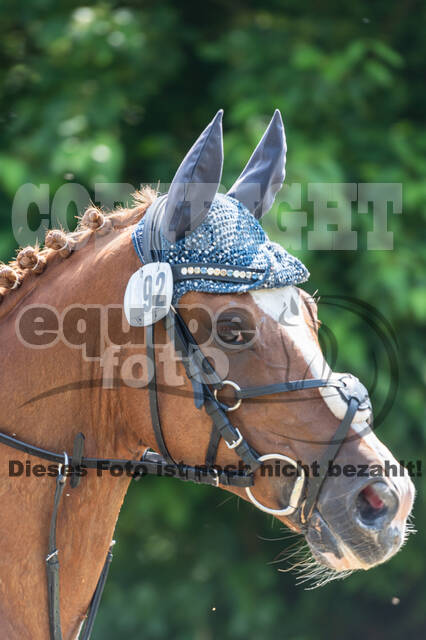 Goldene Schärpe 2021 - Ponys