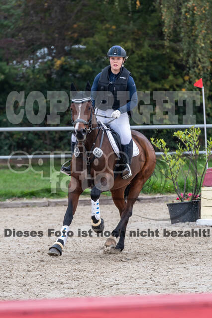 Goldene Schärpe 2020 - Pferde