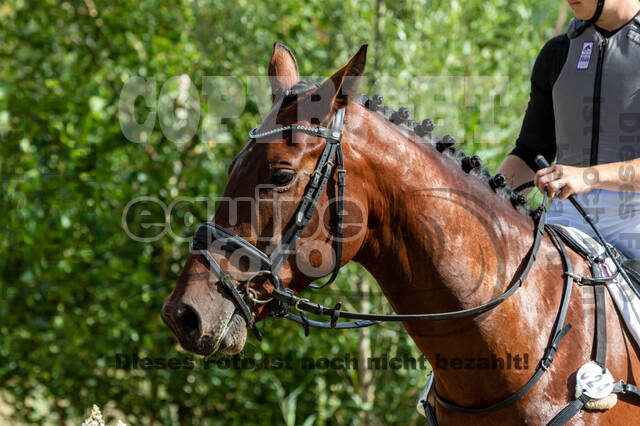 Late-Entry Vielseitigkeit Hamminkeln/Wesel (01.+02.08.2020)