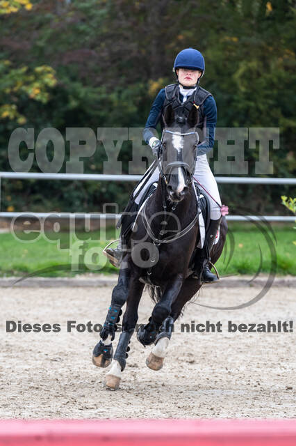 Goldene Schärpe 2020 - Pferde