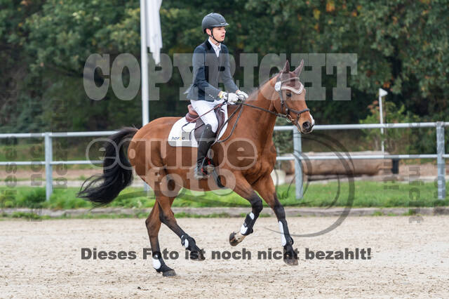 Goldene Schärpe 2020 - Pferde