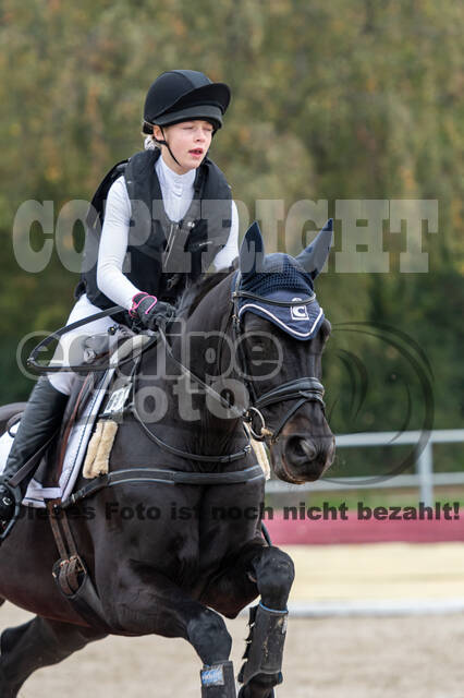 Goldene Schärpe 2020 - Pferde