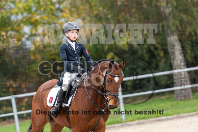 Goldene Schärpe 2020 - Pferde